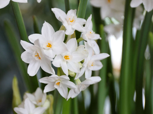 narcissus daffodil paper white spring flowering bulbs