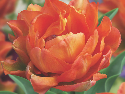 spring flowering double tulip Orca