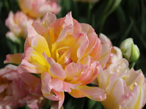 Tulip double flowered password