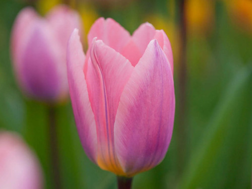 darwin tulip light and dreamy