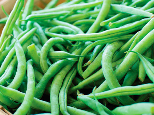 Green dwarf french bean pods in a small pile, Opera variety