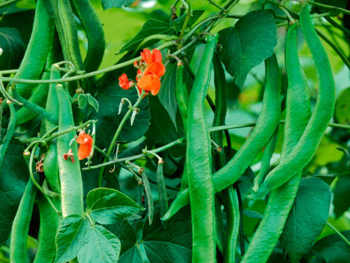 Long runner bean pods hanging in a small group, Streamline variety