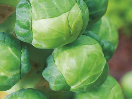 Brussels sprouts growing tightly along a tall stalk with green leaves, Igor variety