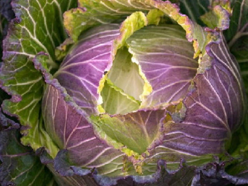 Deadon is a late winter cabbage