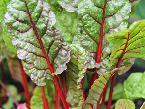 Rhubarb or ruby chard is a decorative red leaf variety