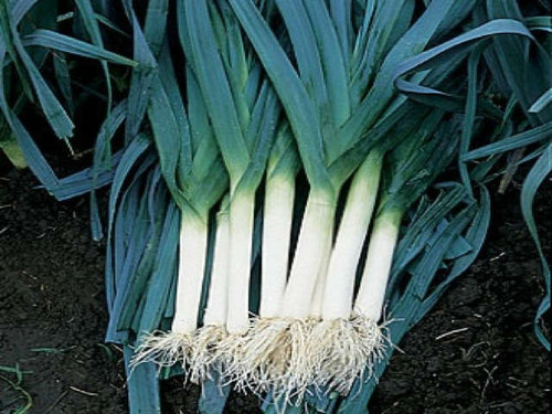 blue solaise leek variety