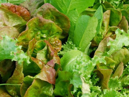 a mix of the best lettuces to grow from seed