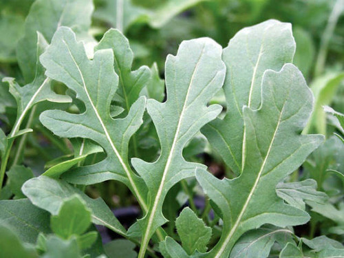 dentellata rocket leaves for salads