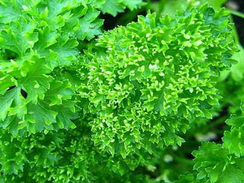 Moss curled variety of curly leaf parsley