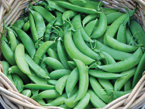 Crunchy sugar snap pea pods, plump and bright green