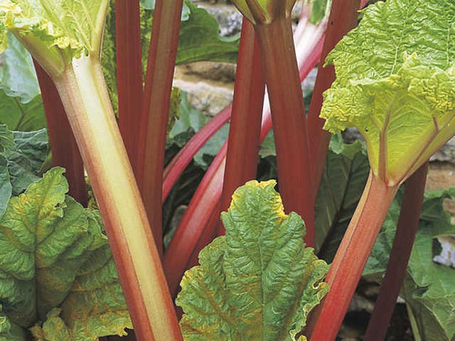 Timperley early maturing variety of rhubarb