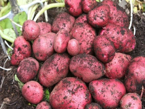 Red duke is a large first early seed potato