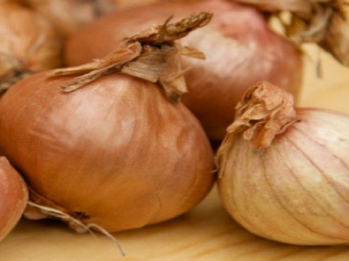 golden gourmet are an easy growing variety of shallot