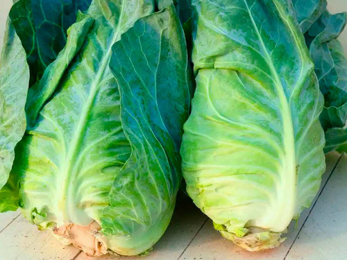 Compact green summer cabbage head with smooth tightly wrapped leaves, Greyhound variety
