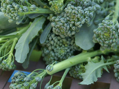 Natalino calabrese is ideal for the kitchen garden