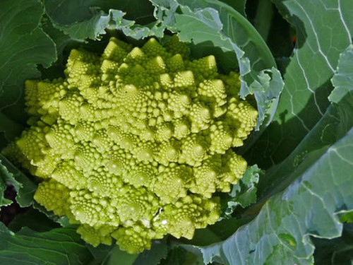 Veronica is a unique variety of cauliflower to grow