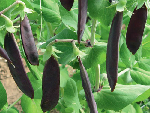 Shiraz is a ppurple pod variety of mangetout pea