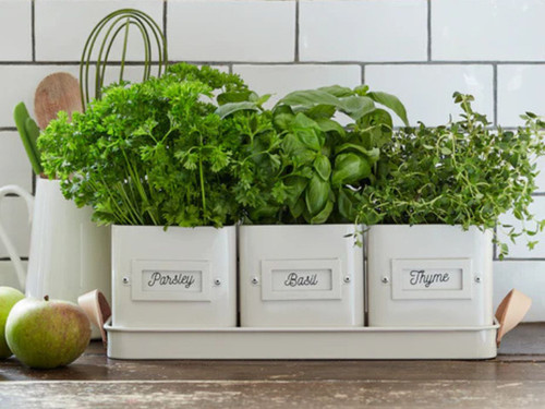 herb pots on a tray for kitchen gardening
