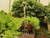 Stainless steel headed garden fork from Burgon and ball Stainless steel headed garden fork from Burgon and ball