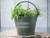 the kitchen garden bucket and herb pot