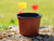 plastic plant pot for gardening