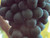 black hamburg grape vines for growing indoors
