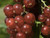 Grow your own redcurrants