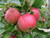 Jonagold large red variety of apple