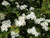 Close up flowers hawthorn garden hedge