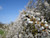 Blackthorn hedge in flower