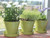 biodegradable plant pots and saucers in sage green