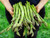 connovers collosal asparagus seeds