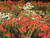 Crocosmia Emily Mc Kenzie flowering perennial