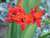 Crocosmia lucifer plants 9cm pots