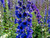 delphinium black night 9cm pots