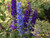 Dark blue variety of Delphinium from the Magic Fountain series.