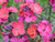 Erysium red jep plants 9cm pots