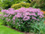 eupatorium-maculatum garden plants