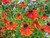 Moerheim Beauty variety of Helenium flowering plants