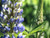 blue lupin plants for sale online