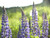 Tall lupin plants for sale 9cm pots