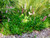 Darjeeling Red variety of Persicaria Affinis perennial plants