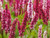 persicaria-af.-darjeeling-red prairie style plant