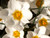 Crocus 'Ard Schenk' flowering bulbs online