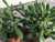 crassula-rogersii online plant packs for sale