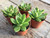 echeveria-agavoides succulent plants 3 pack