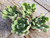 echeveria-rundelii online succulent plant supply