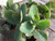 kalanchoe-fedtschenkoi easy to grow succulent plants online
