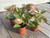 kalanchoe-pinatum succulent ornamental plants