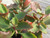 kalanchoe-pinatum succulent plant selection